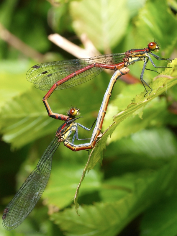 Klicken für Bild in voller Größe