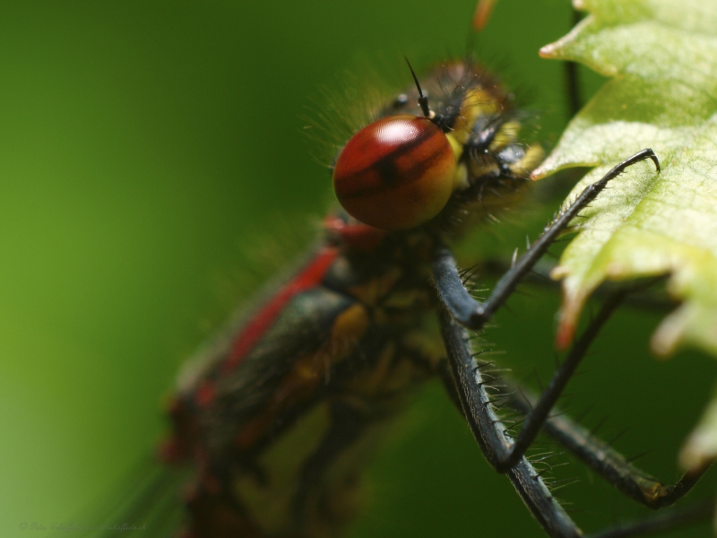 Klicken für Bild in voller Größe