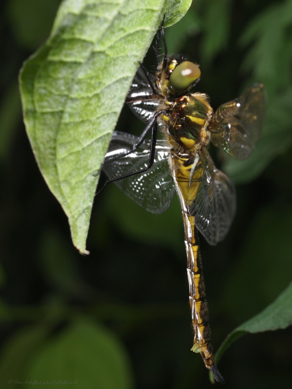 Klicken für Bild in voller Größe